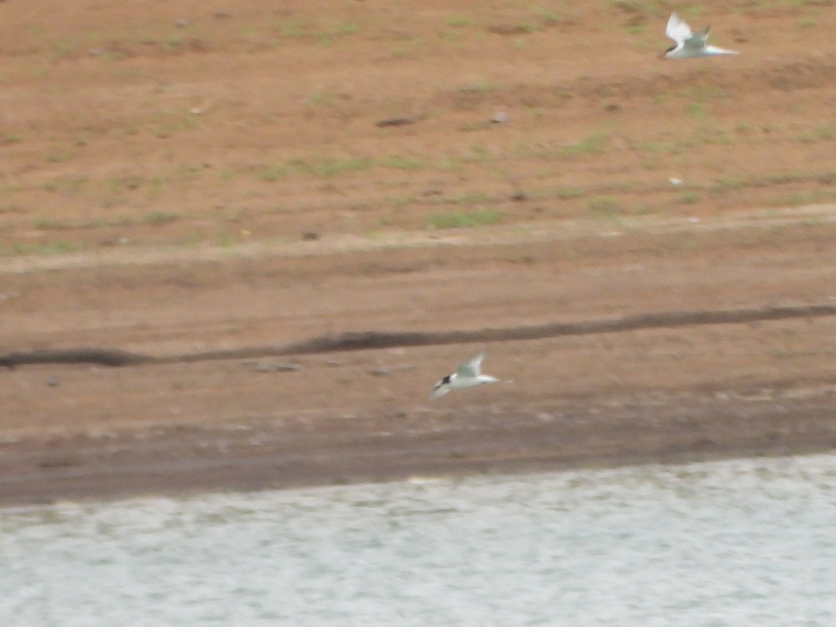 rybák obecný - ML645093903