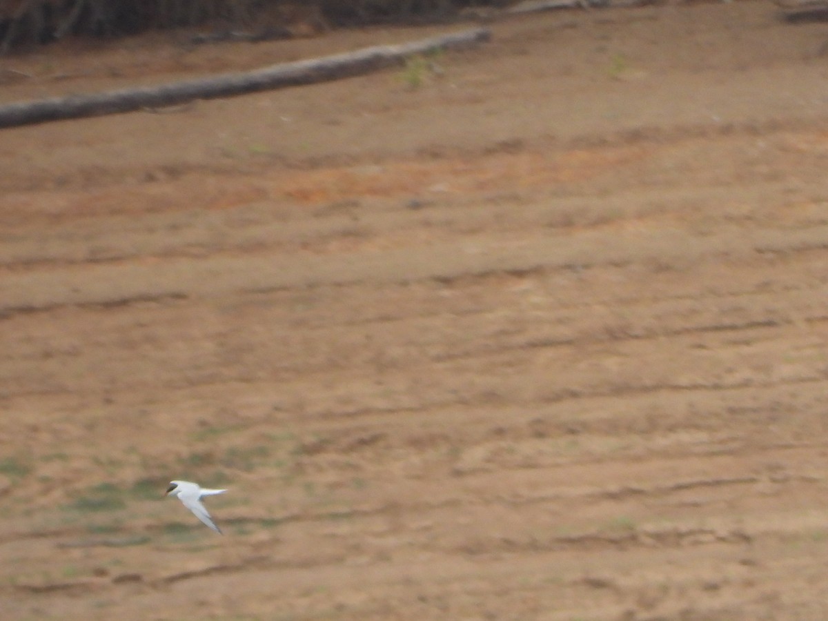 rybák obecný - ML645093904