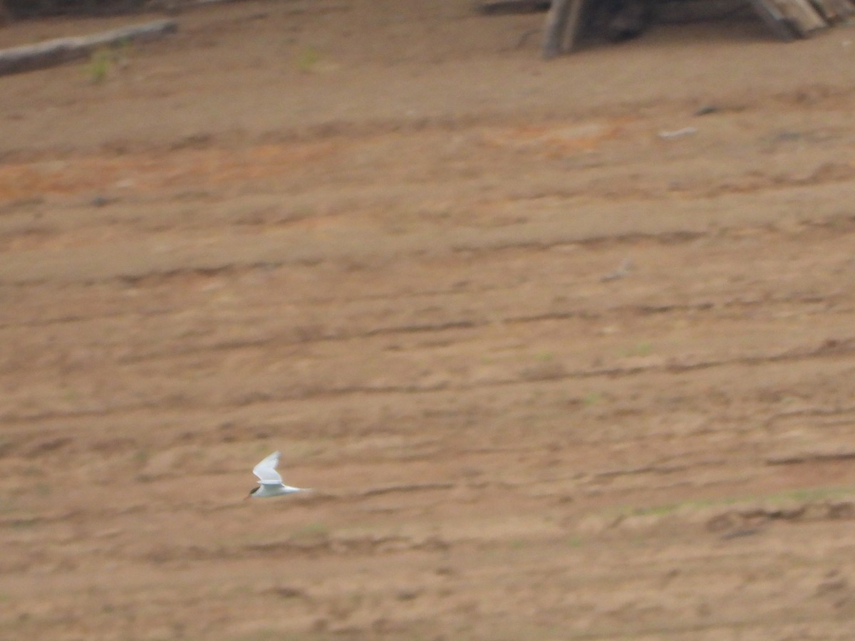 rybák obecný - ML645093905