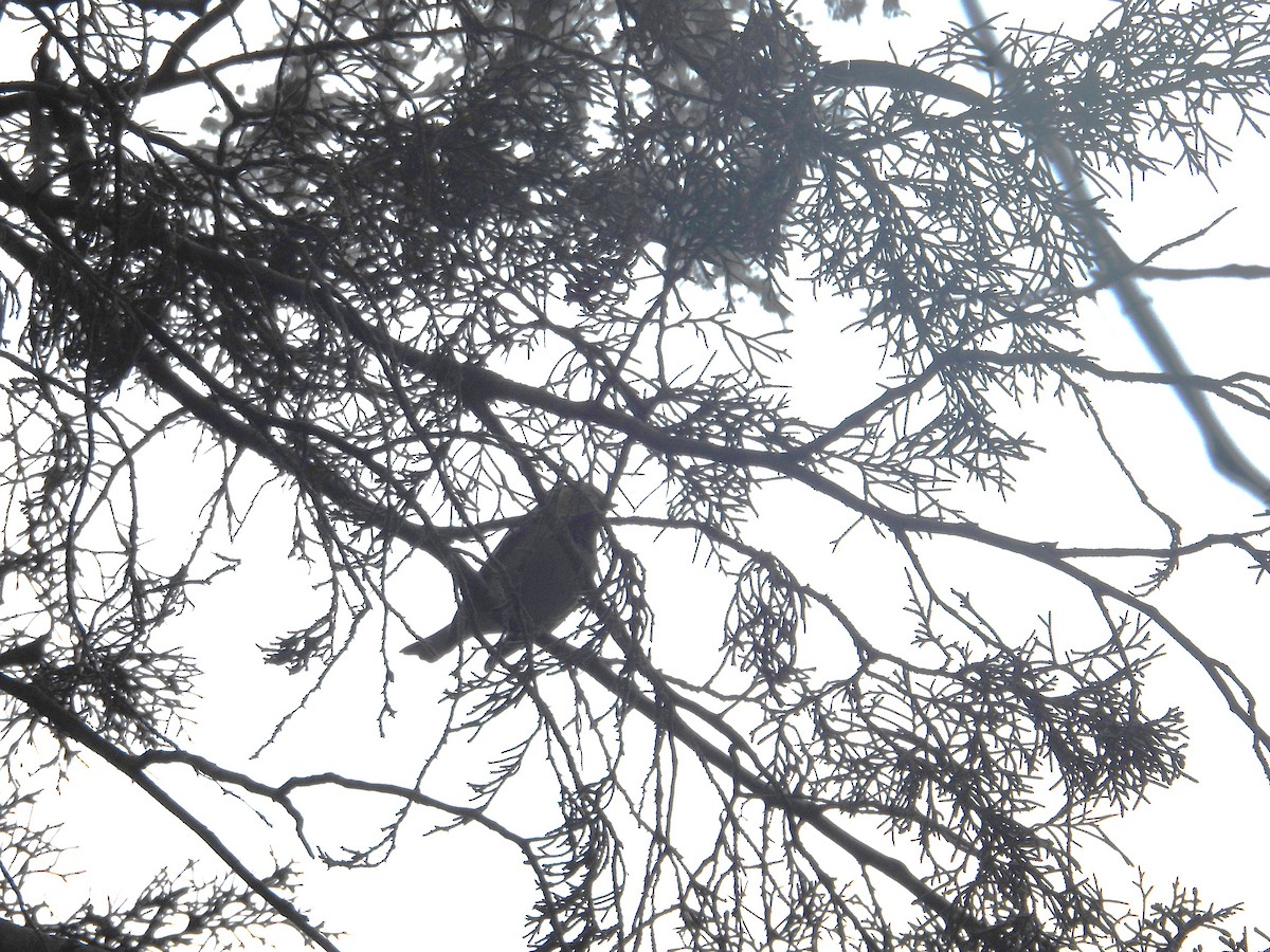 Paruline à tête jaune - ML645093909