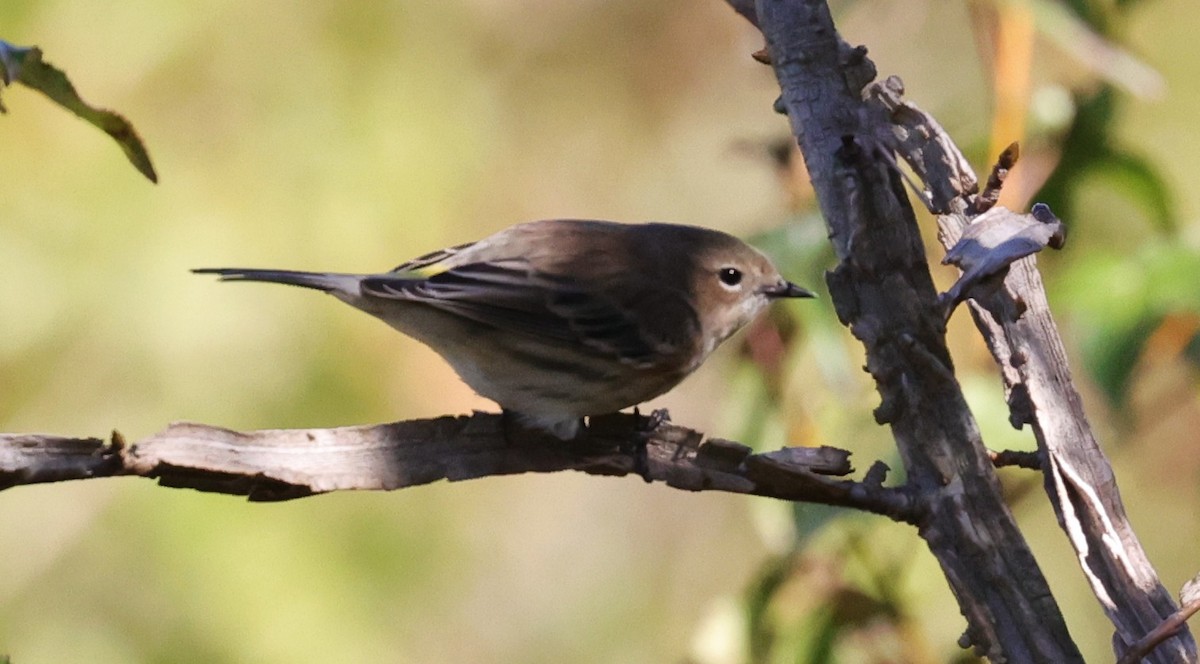 Yellow-rumped Warbler - ML645093927
