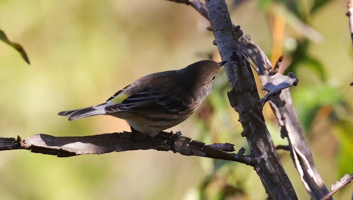 Yellow-rumped Warbler - ML645093928