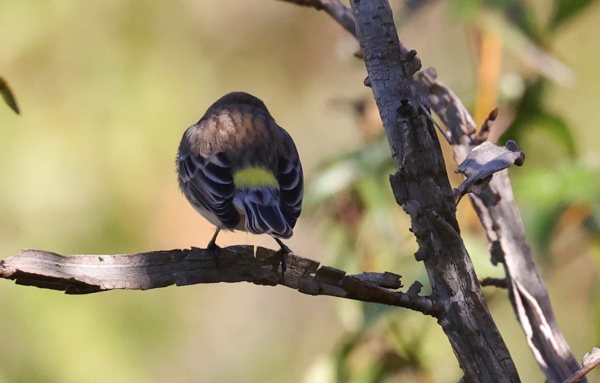 Yellow-rumped Warbler - ML645093929