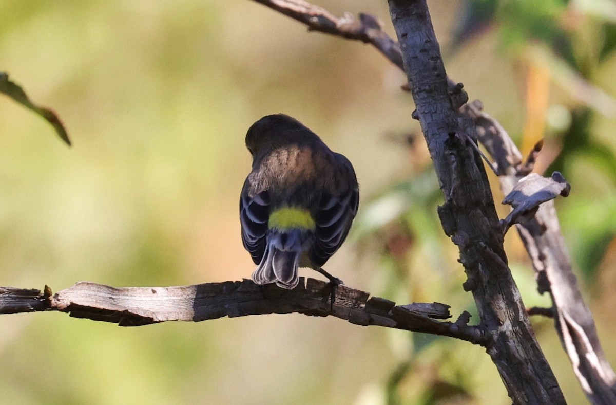 Yellow-rumped Warbler - ML645093930