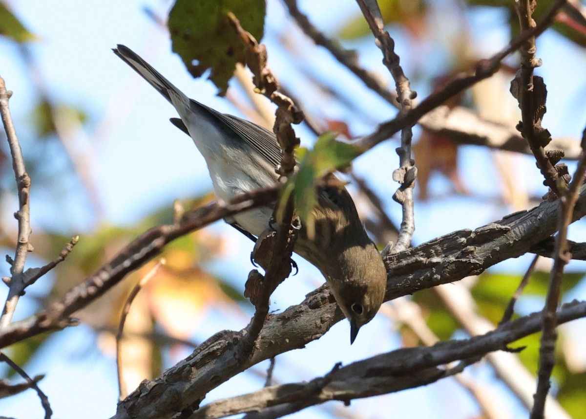 Yellow-rumped Warbler - ML645093931