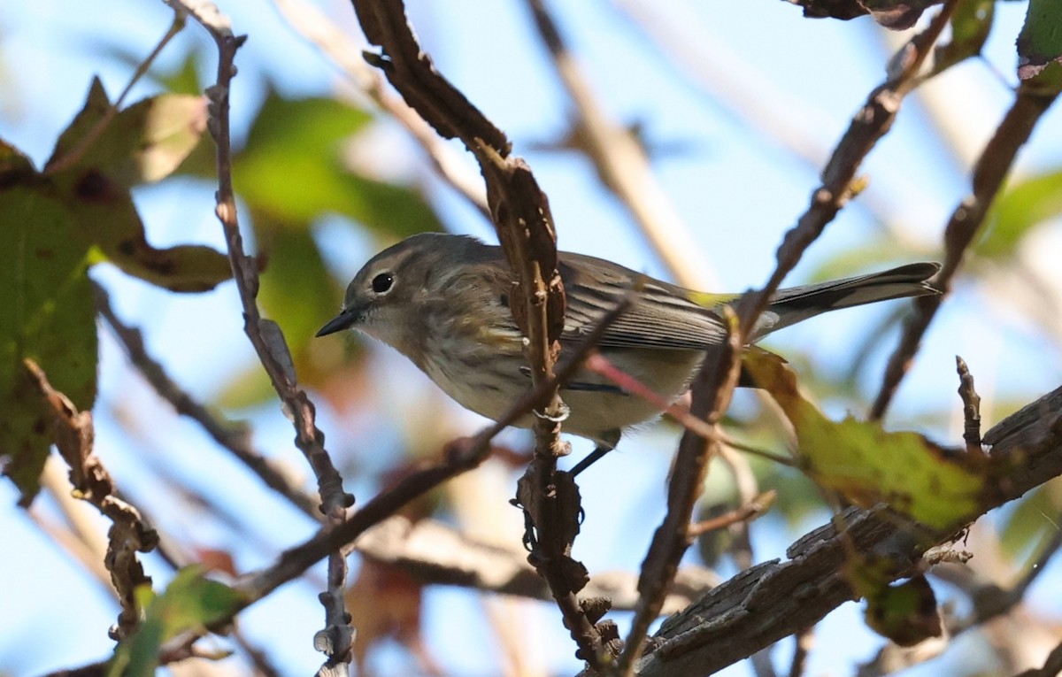 Yellow-rumped Warbler - ML645093932