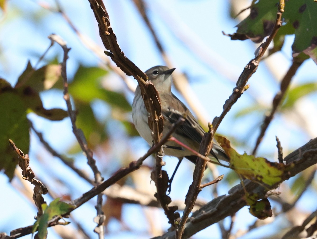 Yellow-rumped Warbler - ML645093933