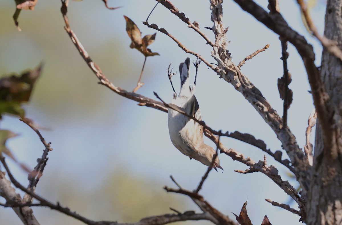Yellow-rumped Warbler - ML645093934