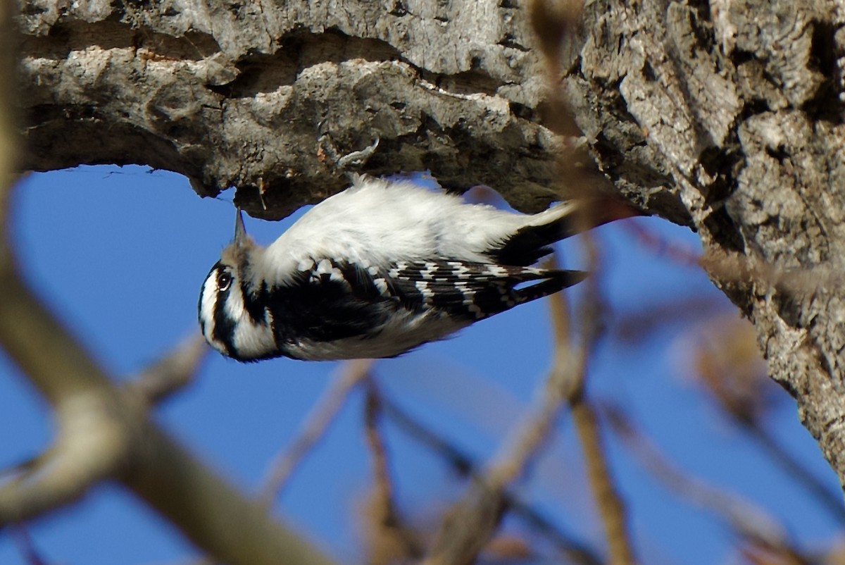 Downy Woodpecker - ML645093939