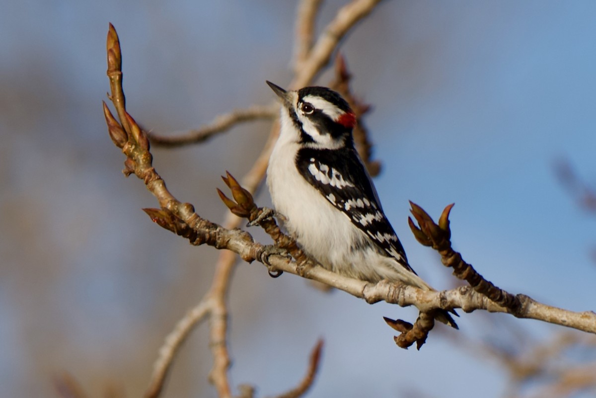 Downy Woodpecker - ML645093940