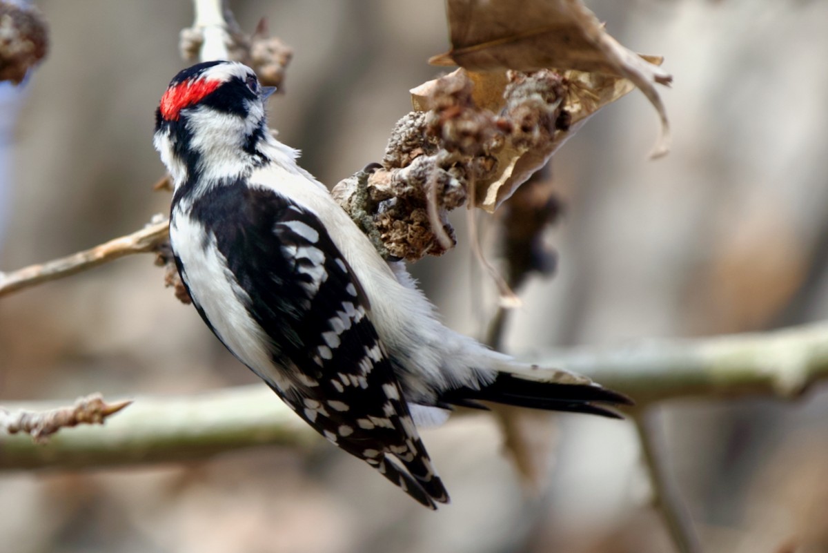 Downy Woodpecker - ML645093941