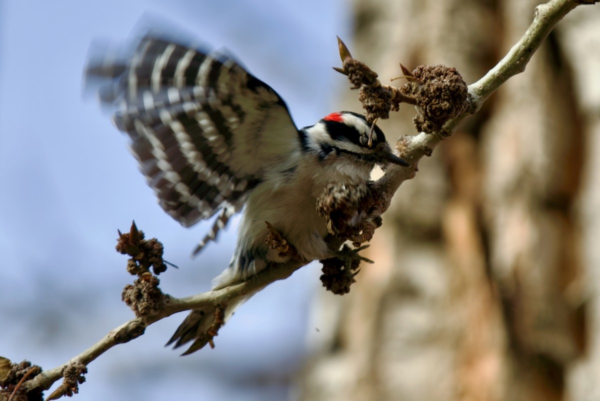 Downy Woodpecker - ML645093942