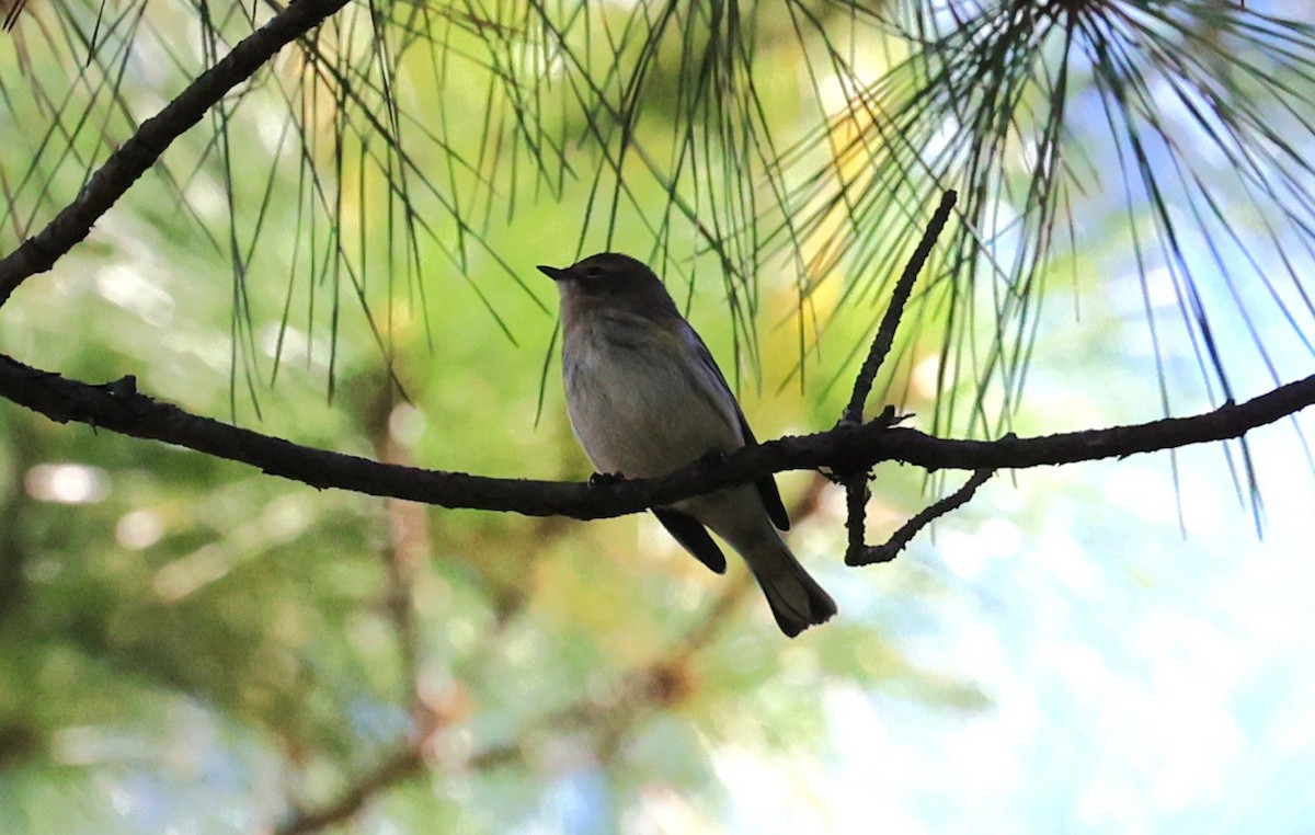 Yellow-rumped Warbler - ML645093952