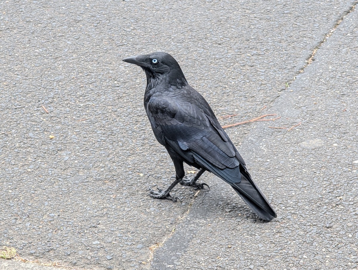 Южноавстралийский ворон - ML645093953