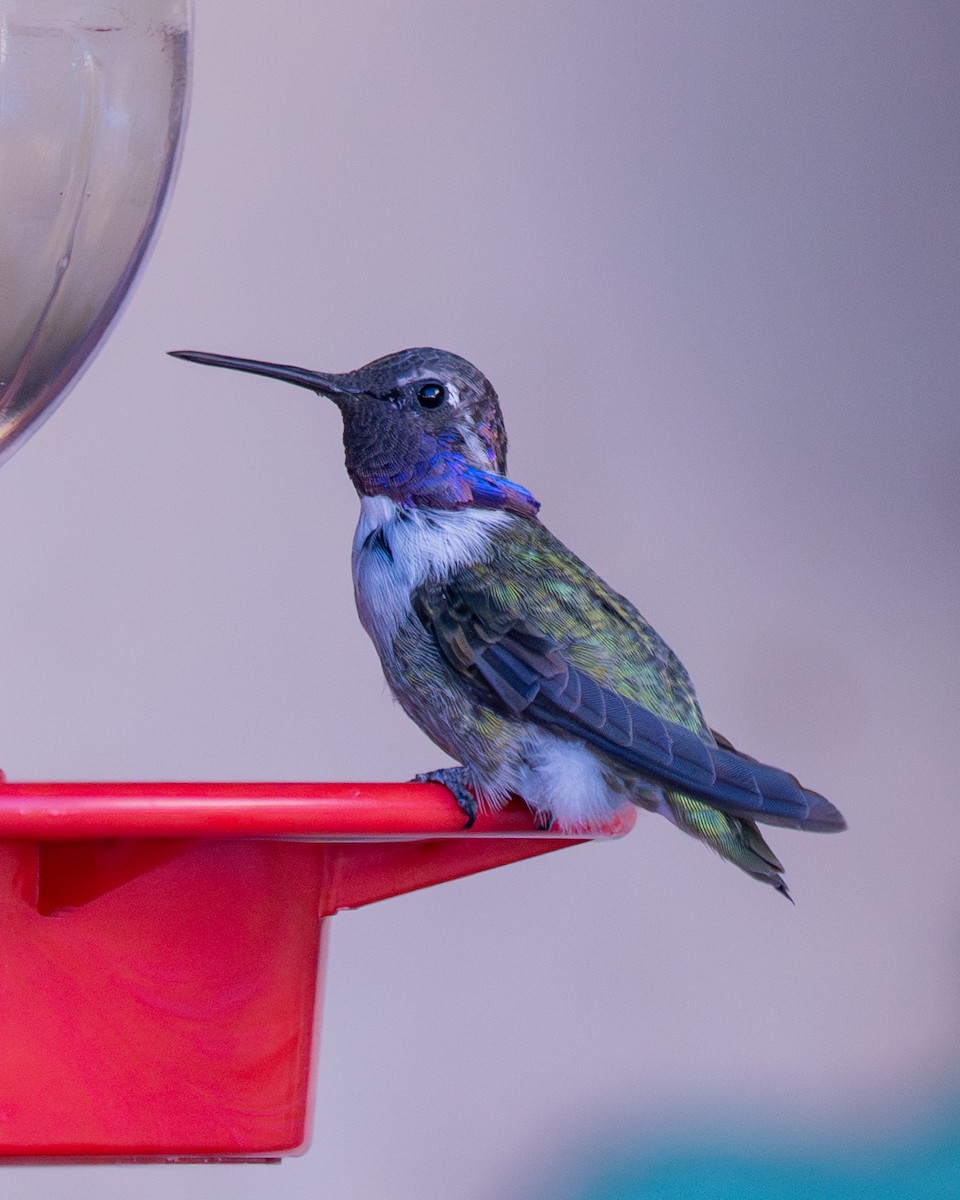 Costa's Hummingbird - ML645093955