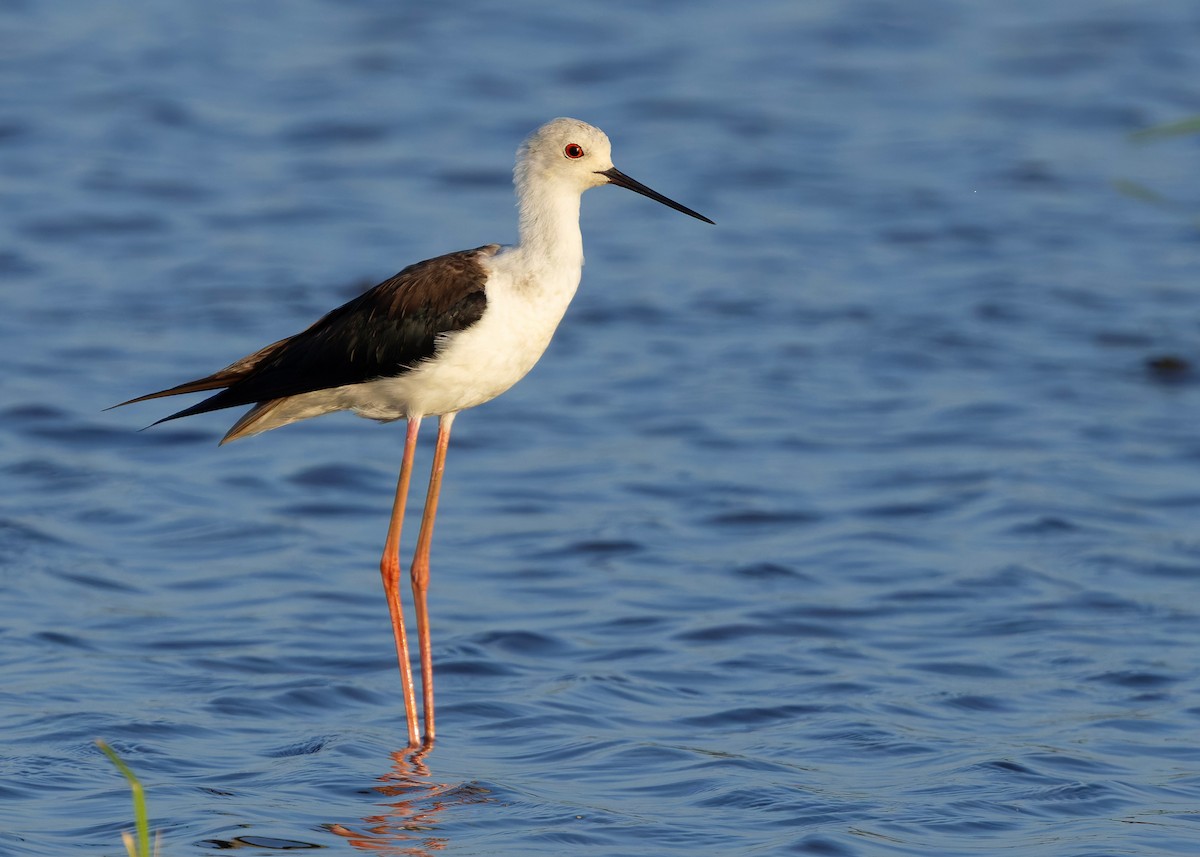 Zankaluze eurasiarra - ML645093969