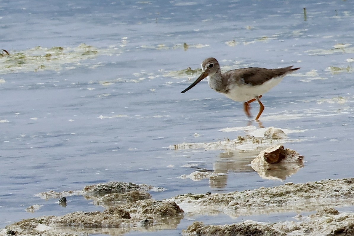 tereksnipe - ML645093973