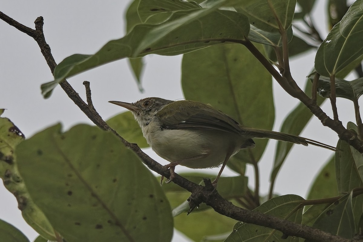 langstjertskredderfugl - ML645093981