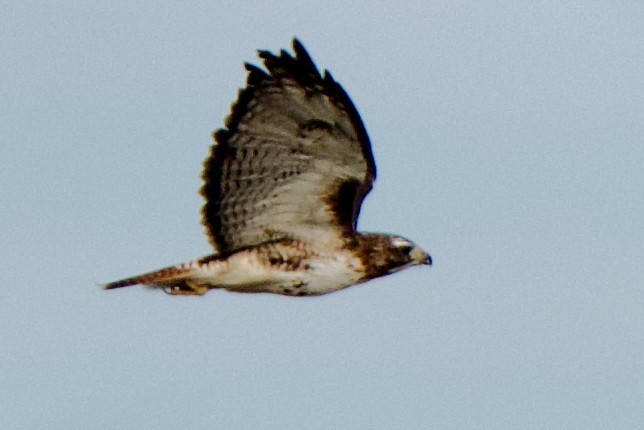 Red-tailed Hawk - ML645093982