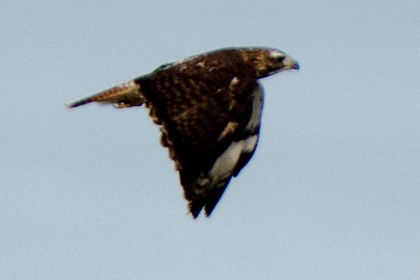 Red-tailed Hawk - ML645093983
