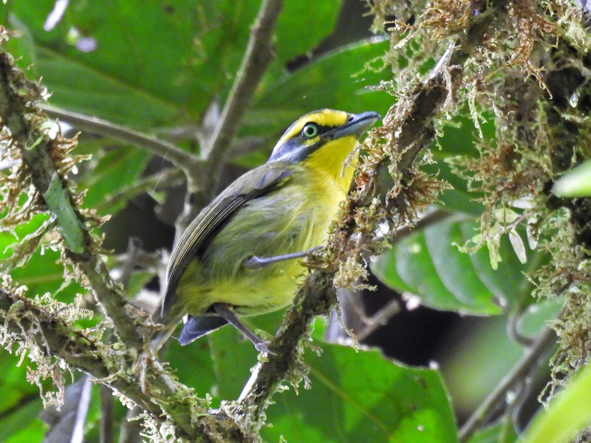 skiferkronevireo - ML645093984