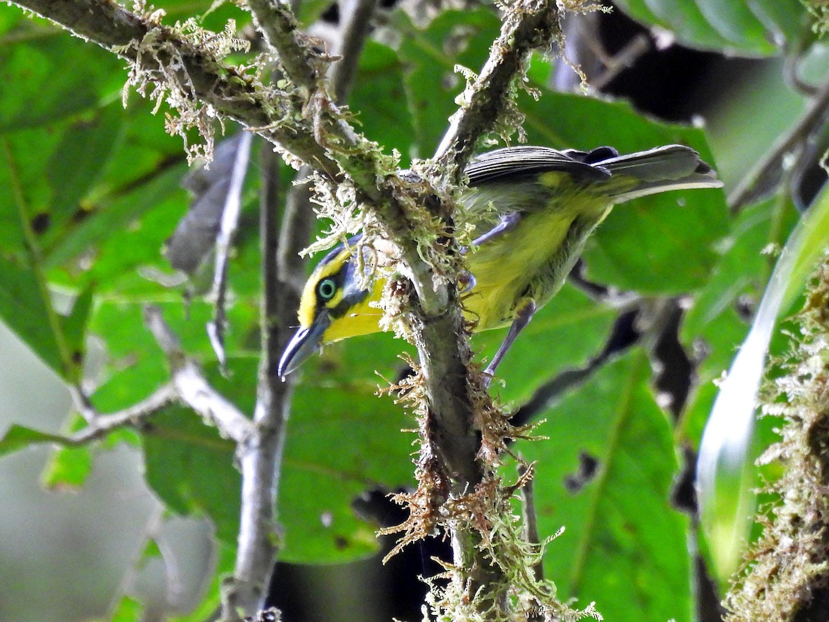 skiferkronevireo - ML645093988