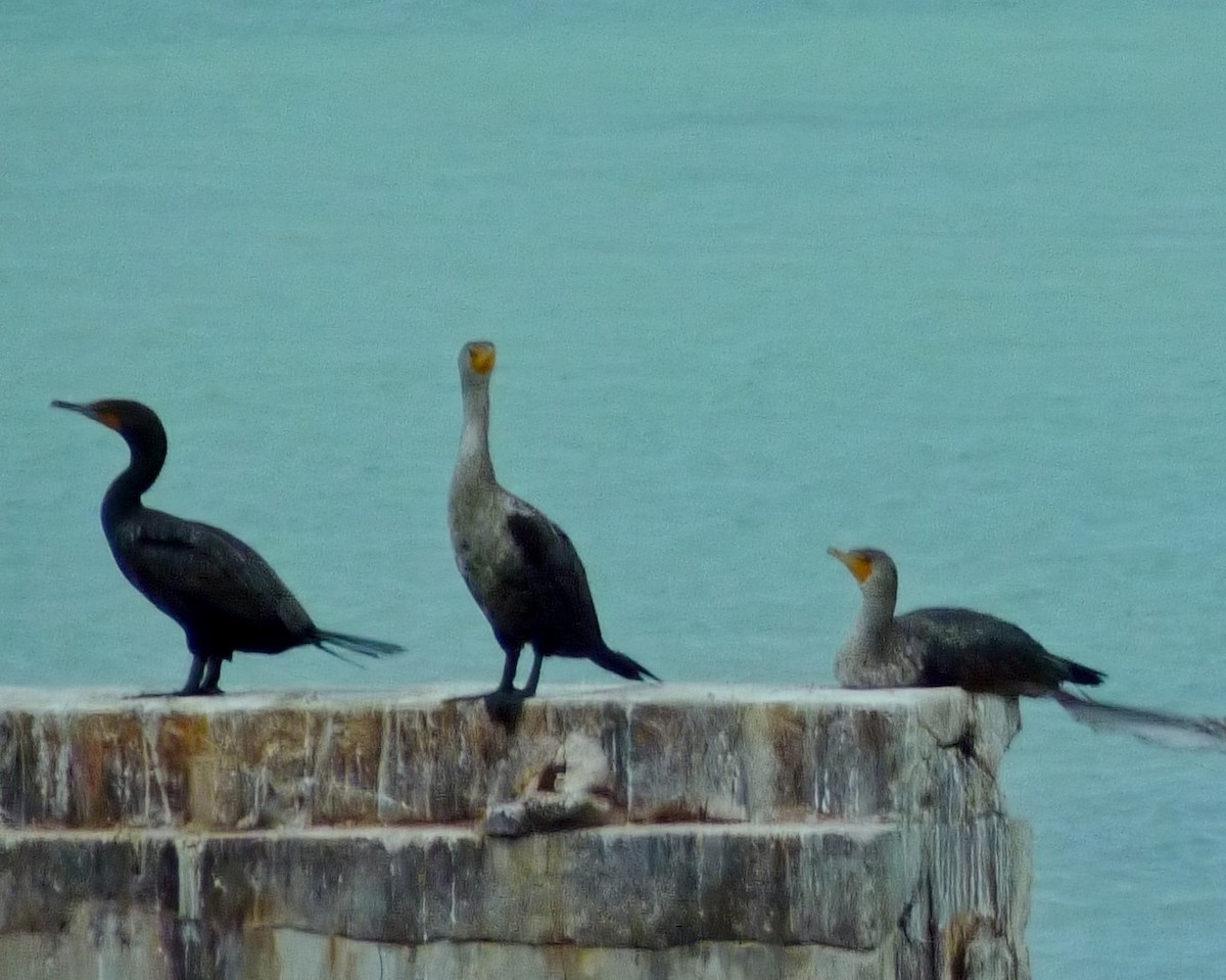 Cormoran à aigrettes - ML645094008