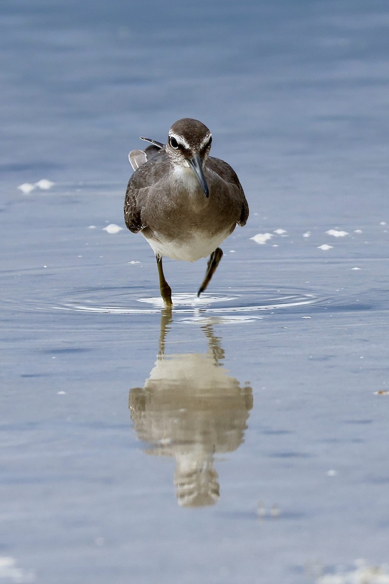 Gray-tailed Tattler - ML645094009