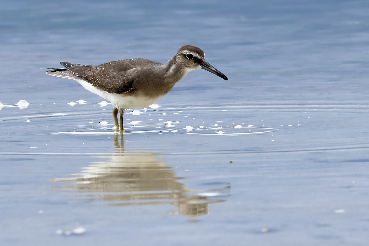 Gray-tailed Tattler - ML645094010