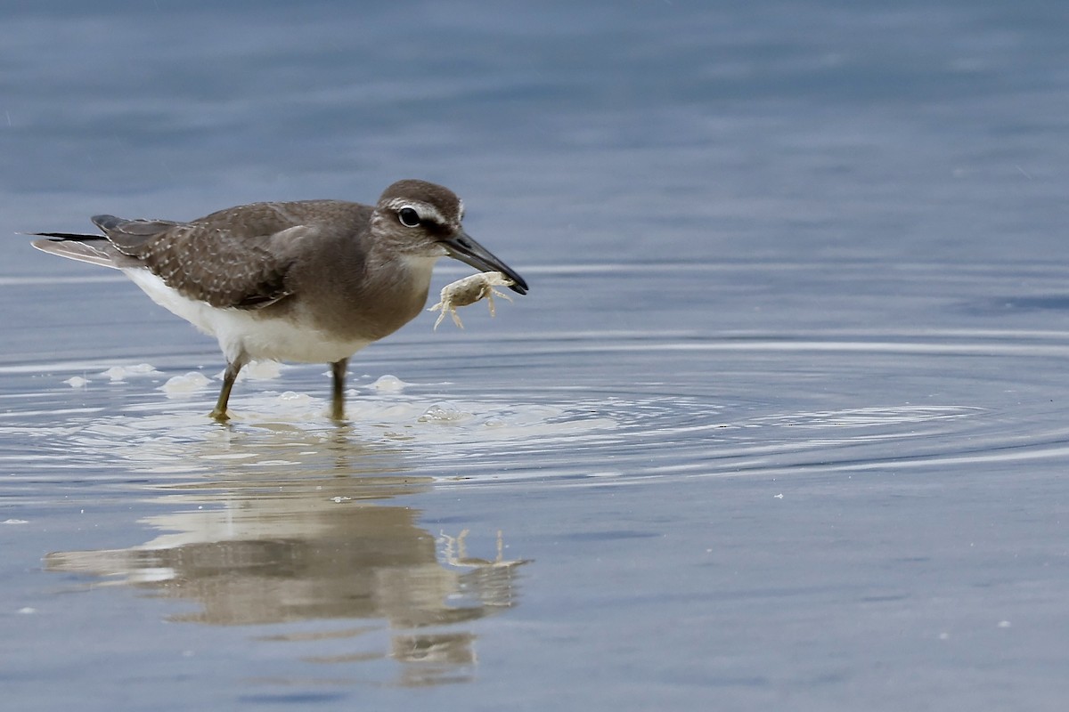 Gray-tailed Tattler - ML645094011