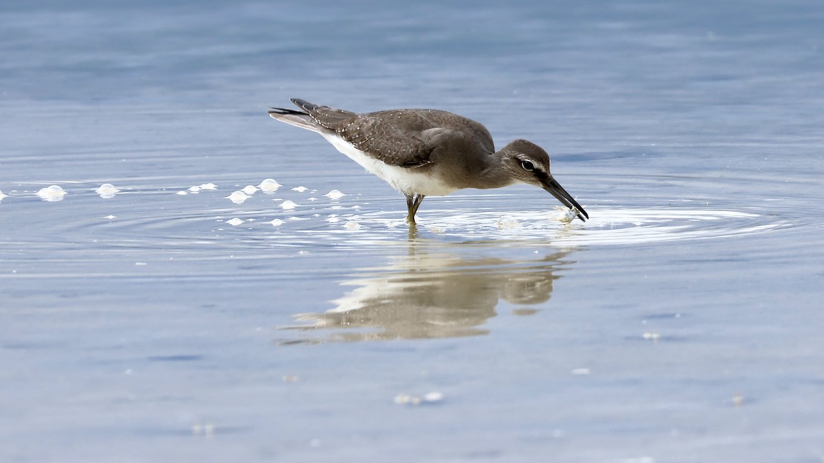 Gray-tailed Tattler - ML645094012