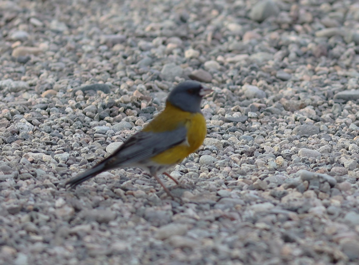 Gray-hooded Sierra Finch - ML645094013