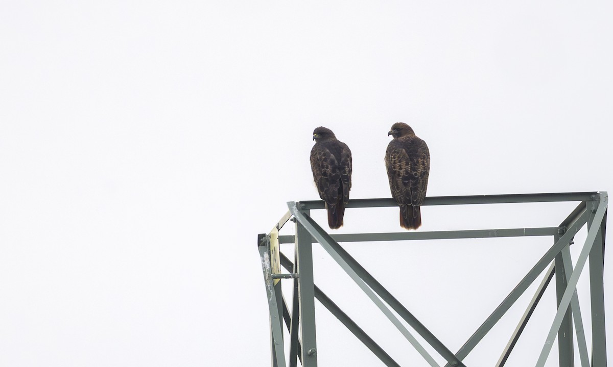 Red-tailed Hawk - ML645094024