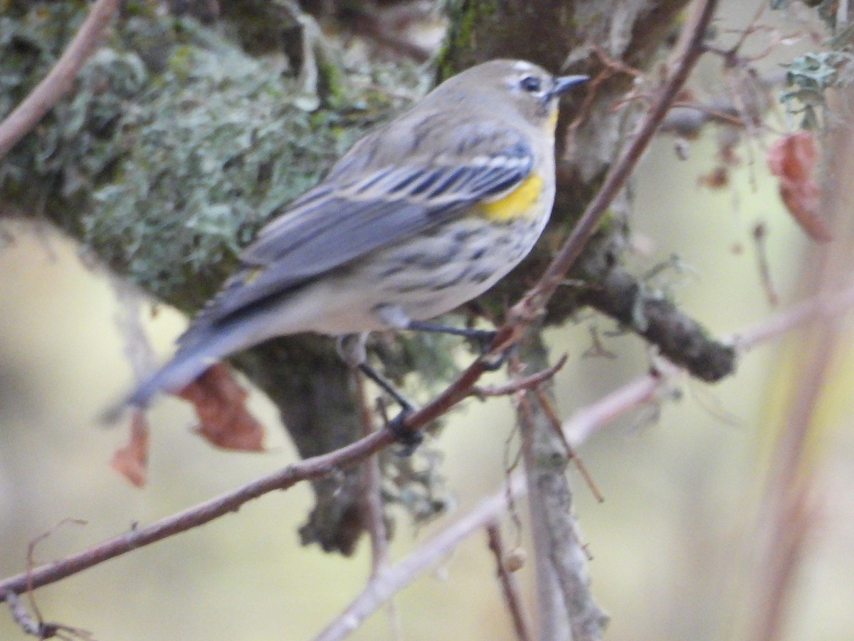 Yellow-rumped Warbler - ML645094026