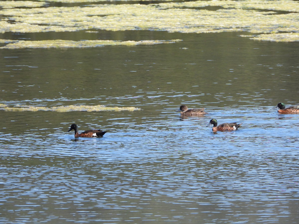 Chestnut Teal - ML645094030