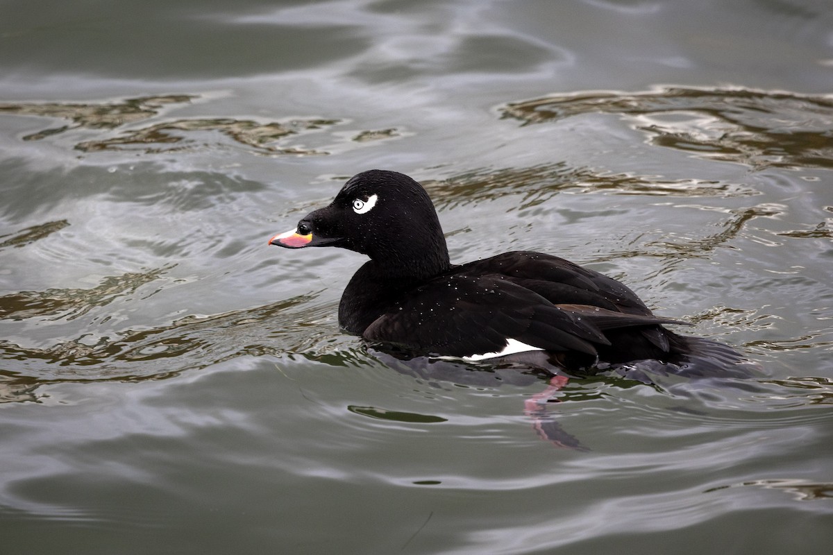White-winged Scoter - ML645094036
