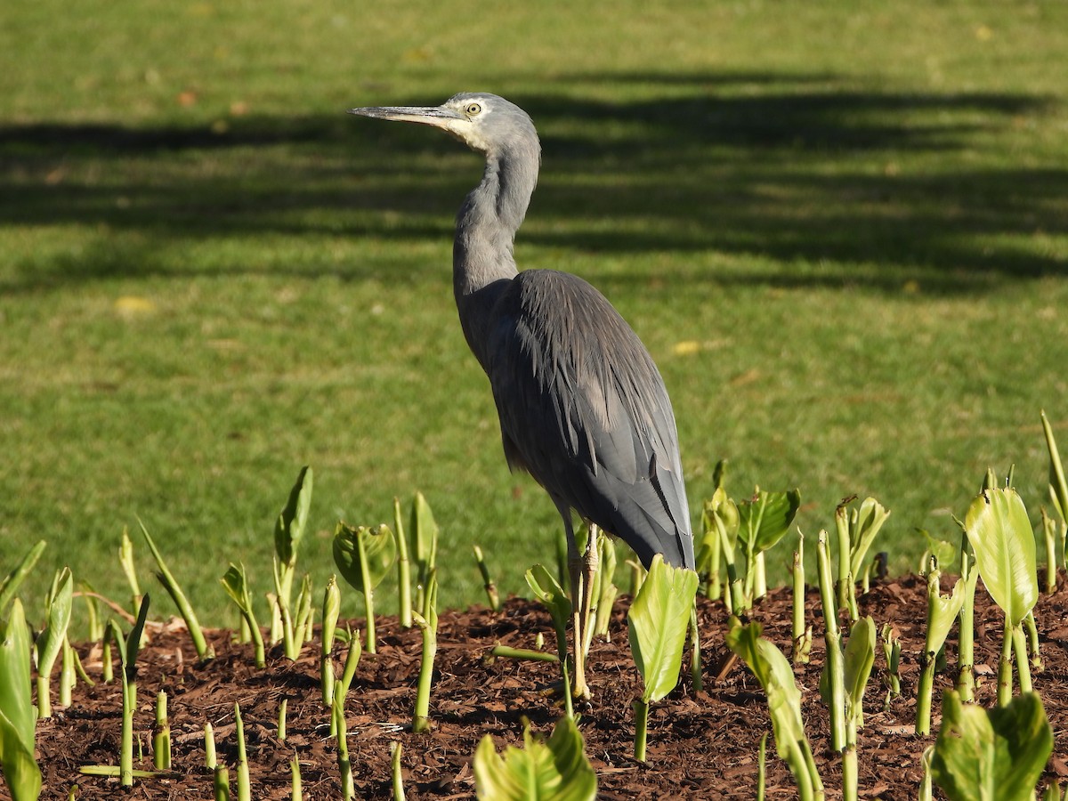White-faced Heron - ML645094039