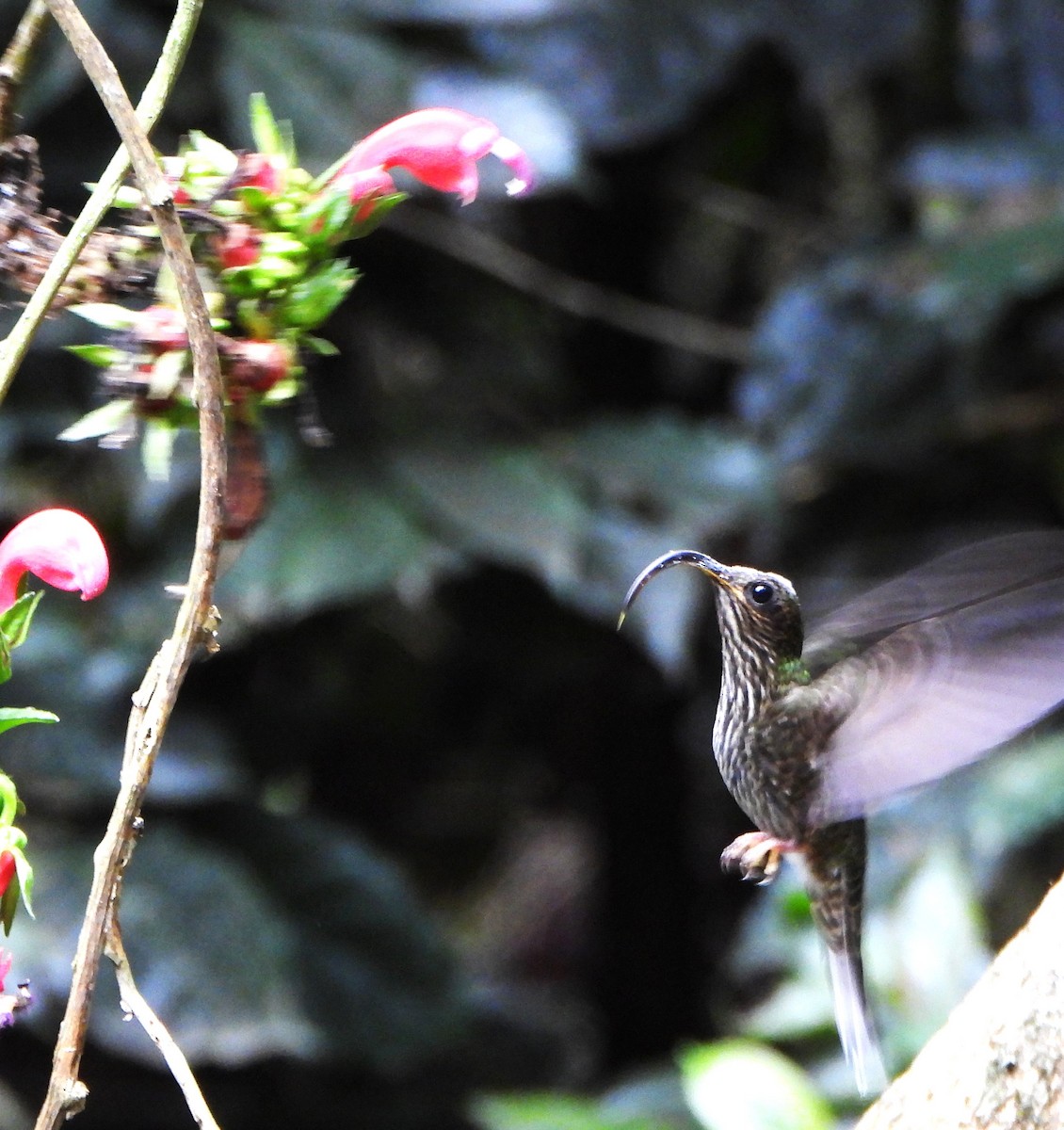 White-tipped Sicklebill - ML645094061