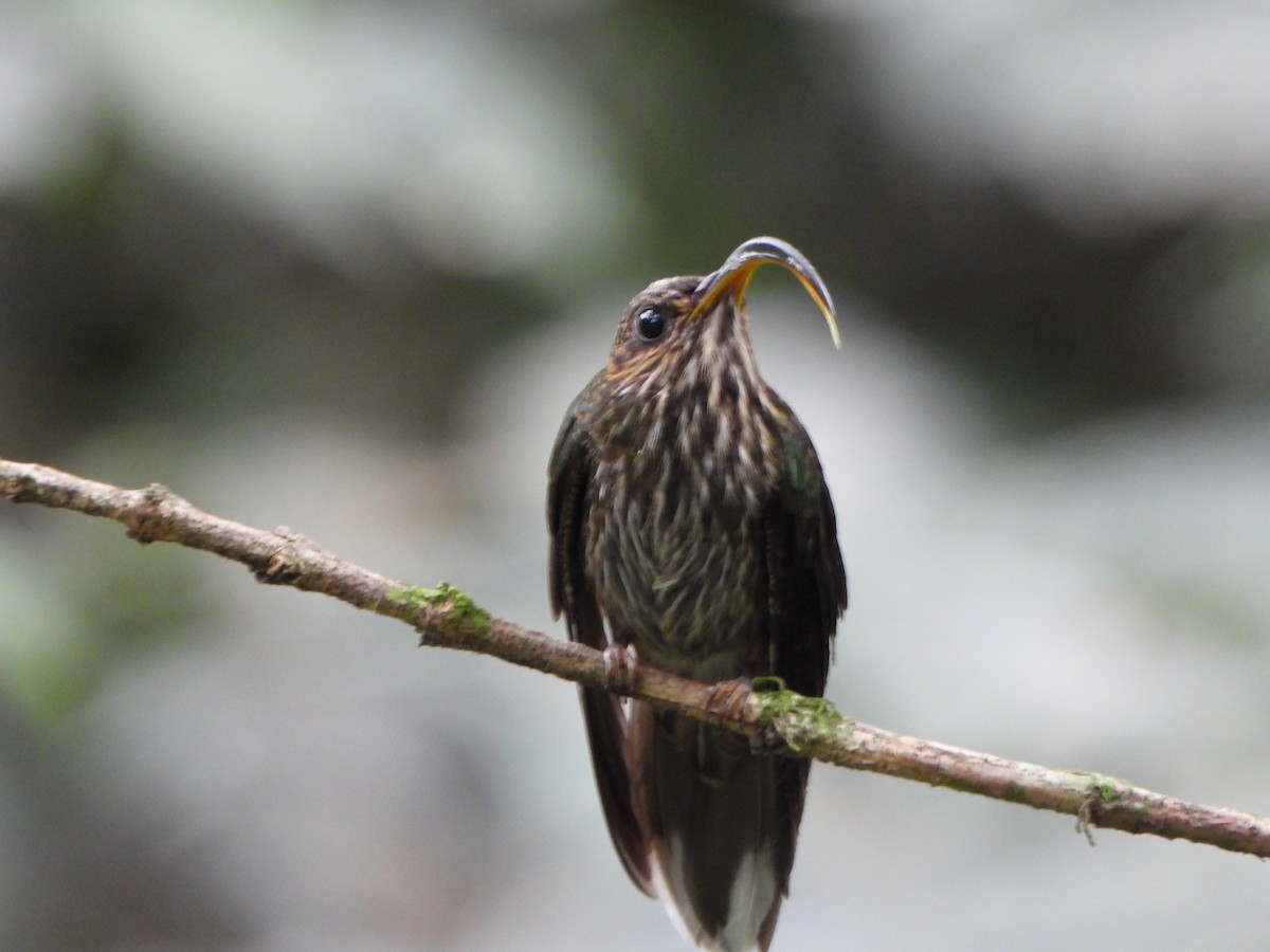 White-tipped Sicklebill - ML645094062