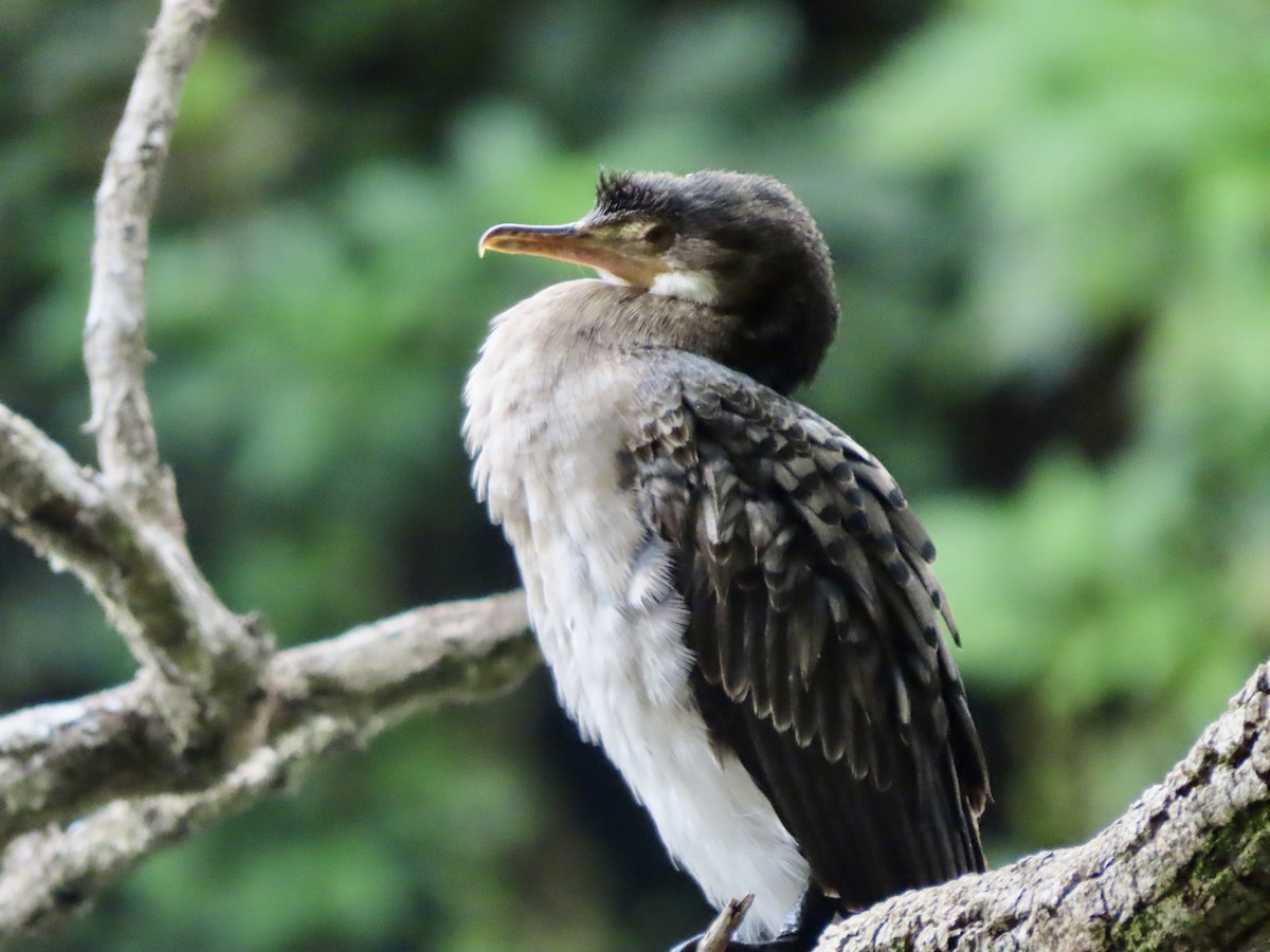 kormorán dlouhoocasý - ML645094064