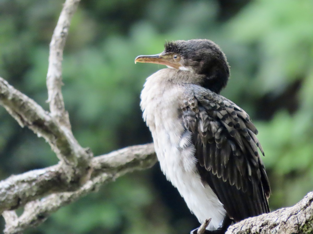 kormorán dlouhoocasý - ML645094065