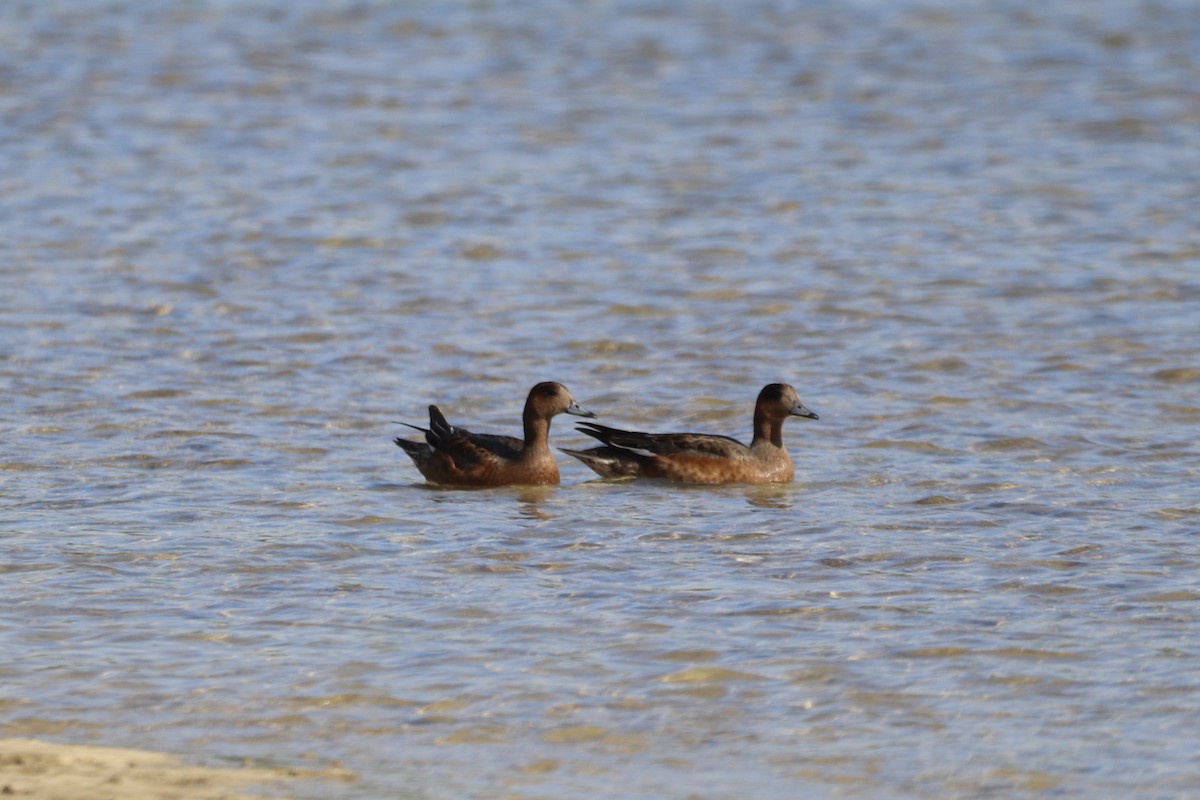 Eurasian Wigeon - ML645094069