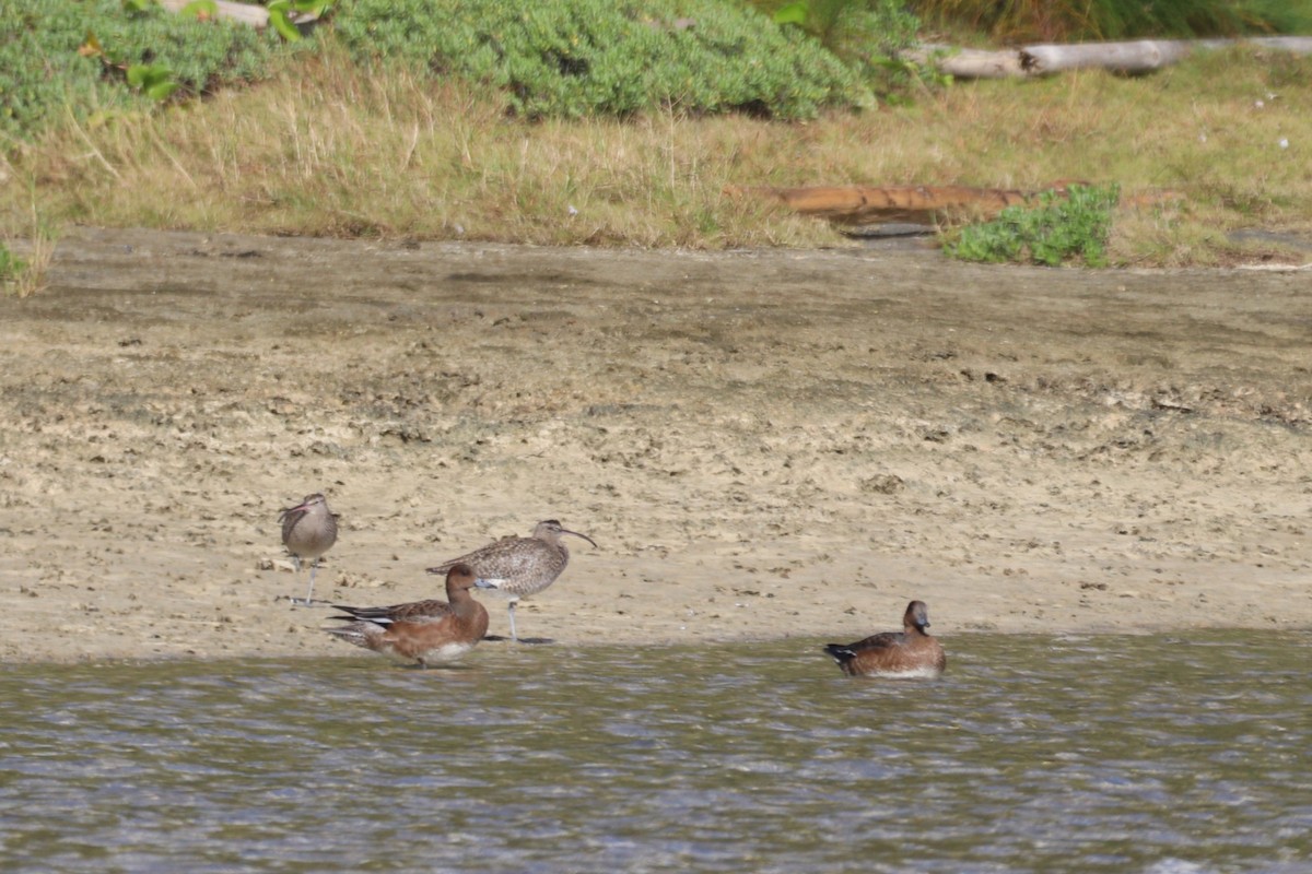 Eurasian Wigeon - ML645094070