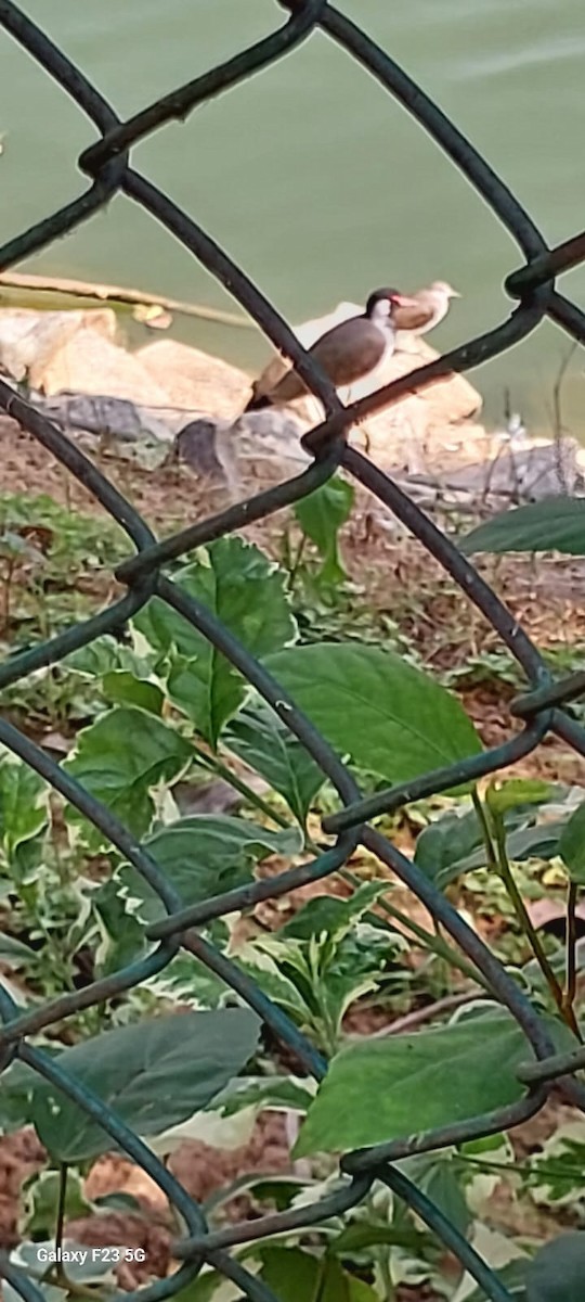 Red-wattled Lapwing - ML645094078