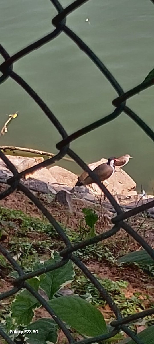 Common Sandpiper - ML645094080