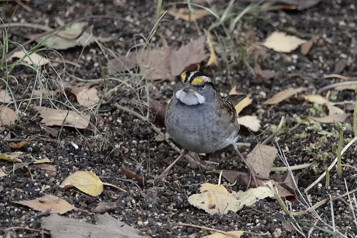 White-throated Sparrow - ML645094092