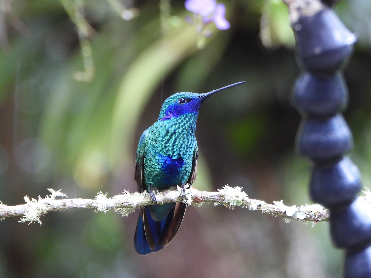 fiolørekolibri - ML645094096