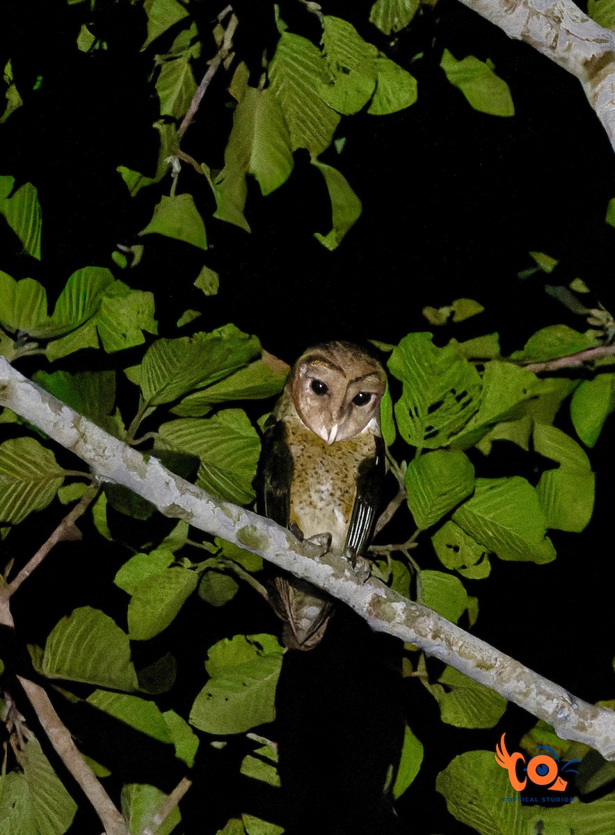 Andaman Masked-Owl - ML645094097