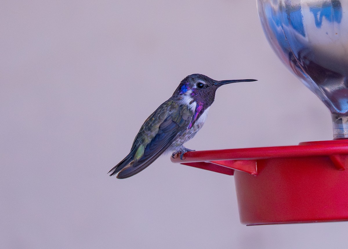 Costa's Hummingbird - ML645094099