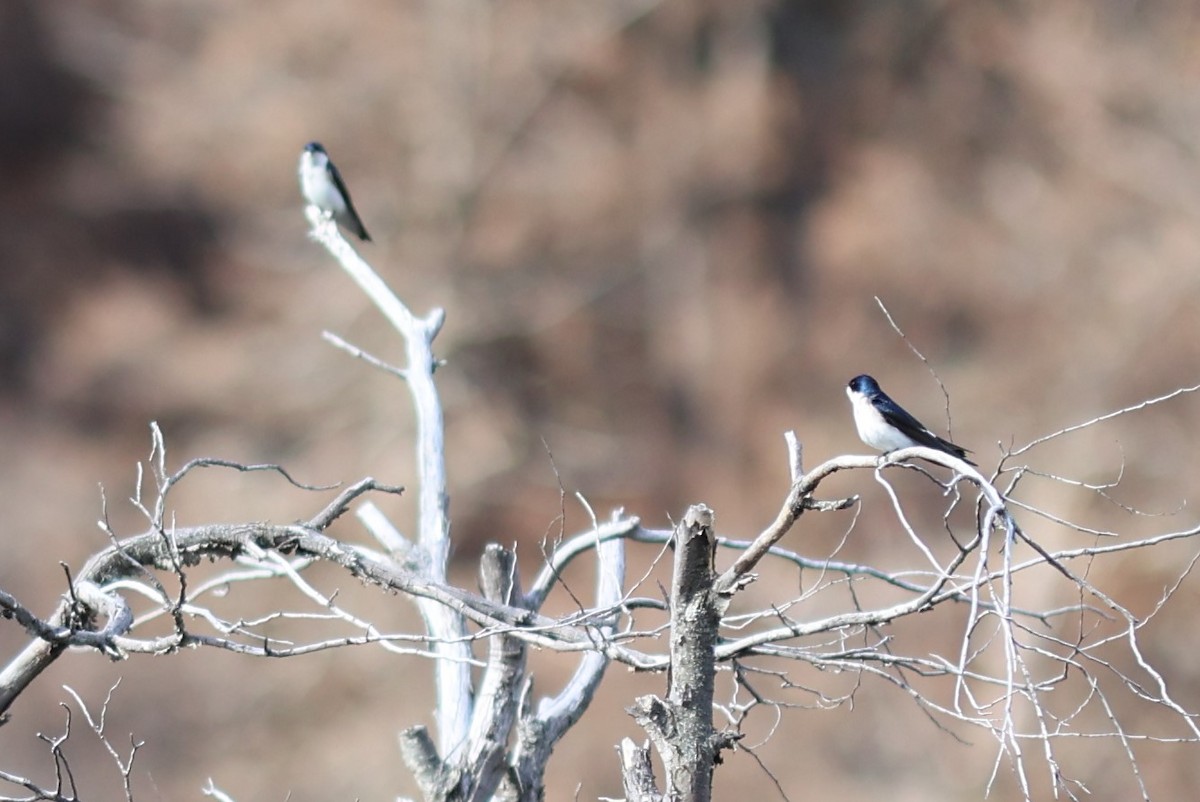 Chilean Swallow - ML645094100